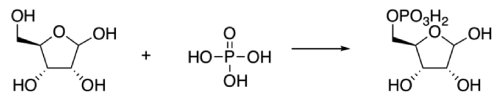 Synthesis of Ribose Phosphate